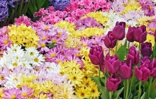 鲜花保鲜冷库的温度要求